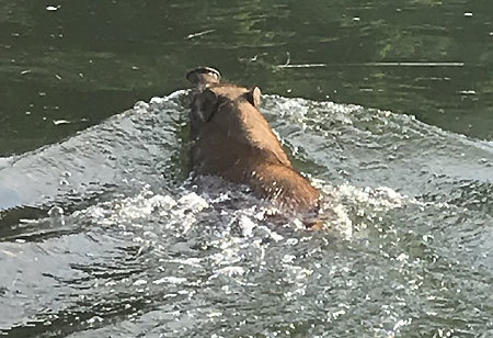 海を渡るイノシシ