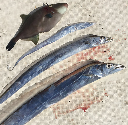 タチウオ