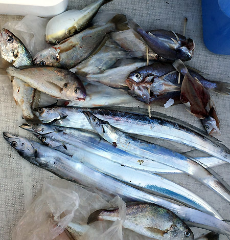 イシモチ釣り