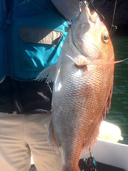 ガンさんの釣りバカ日誌 笠岡沖真鯛絶好調