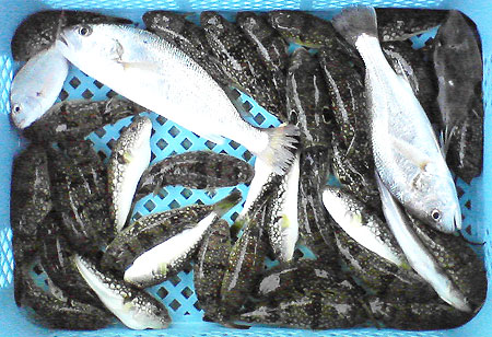 フグ釣り