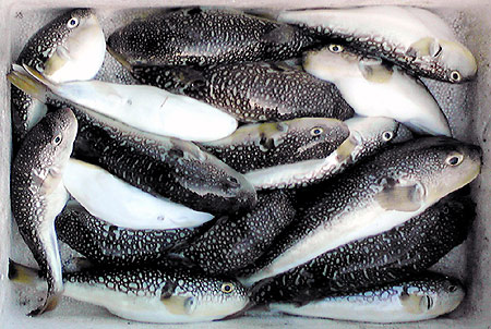 ふぐ釣り