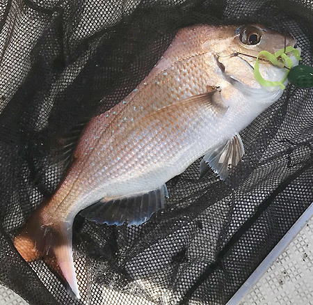 ガンさんの釣りバカ日誌