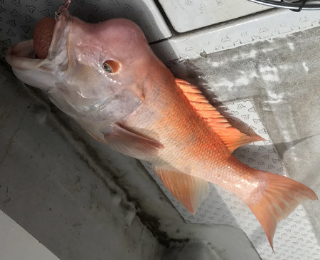 瘤鯛 (コブダイ): 釣りバカ男の手料理