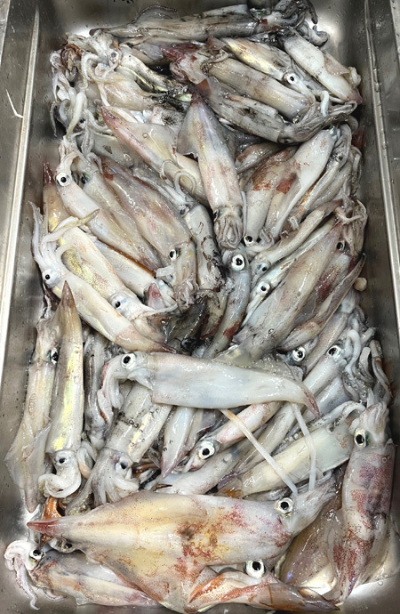 日本海.イカ.